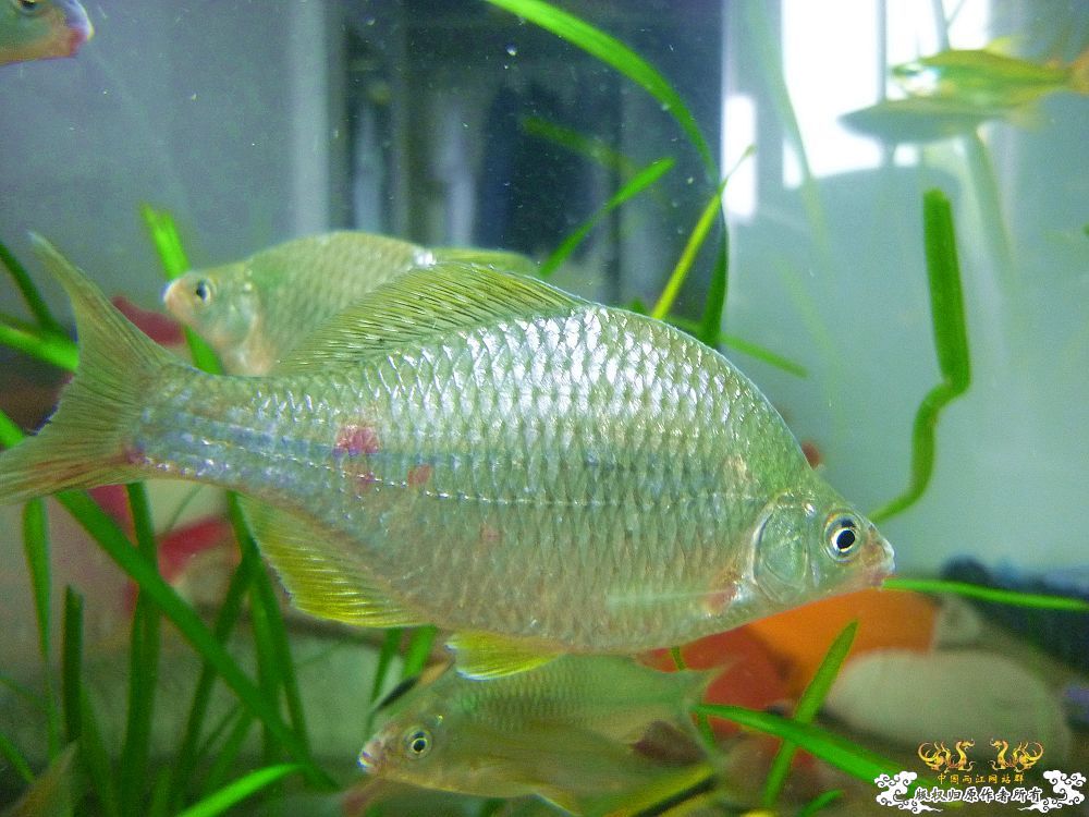 浙江产斜方SP~~各位及鸟总M大过目