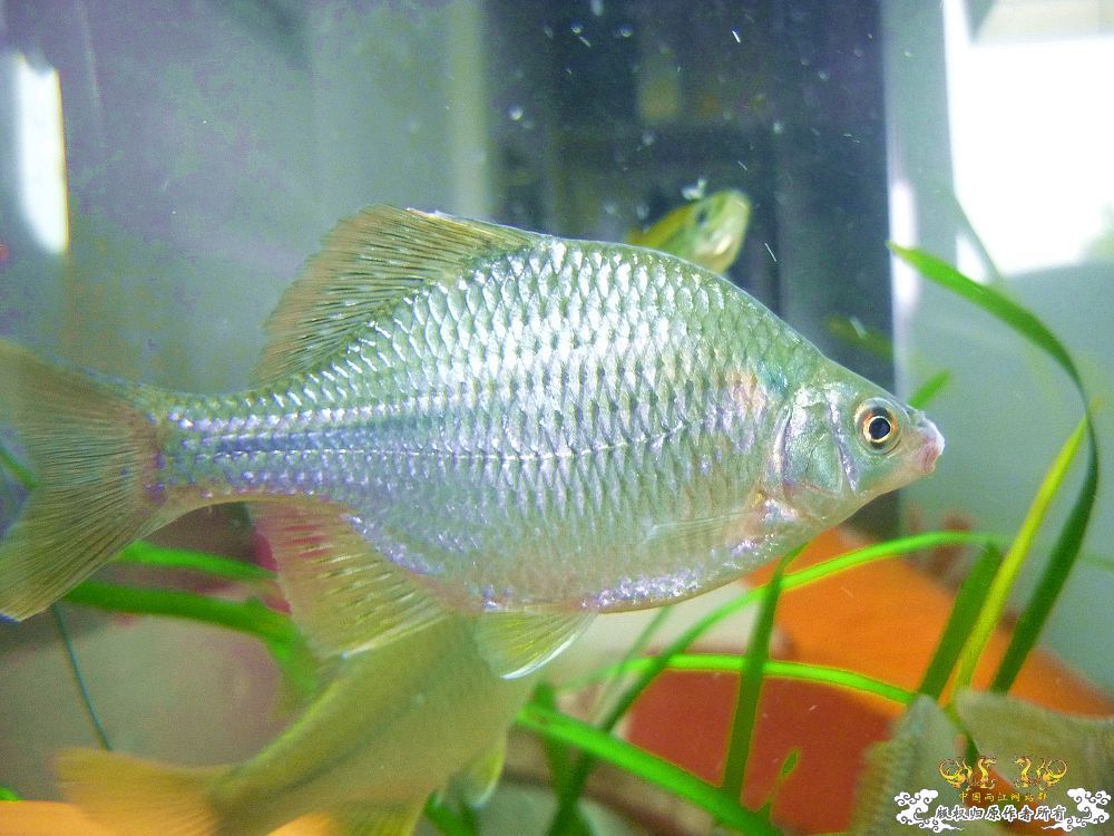 浙江产斜方SP~~各位及鸟总M大过目
