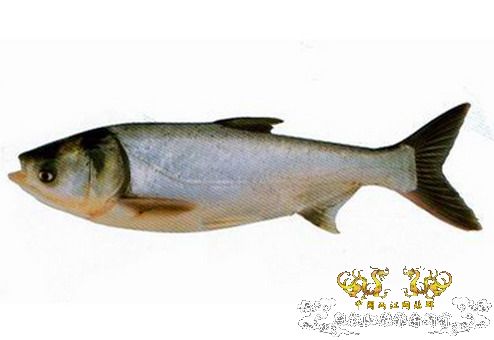 [求助]水族箱内能养链鱼吗？