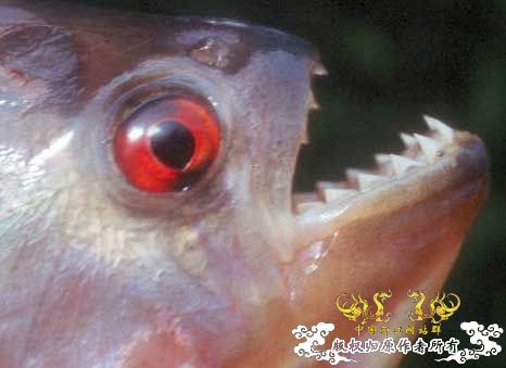 中国外来入侵物种黑名单