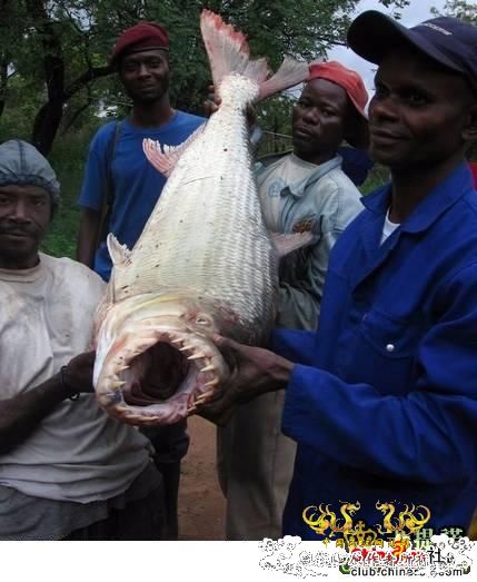 中国外来入侵物种黑名单