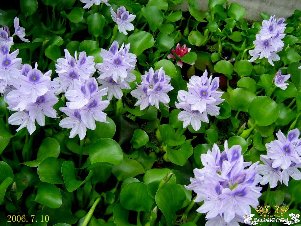 中国外来入侵物种黑名单