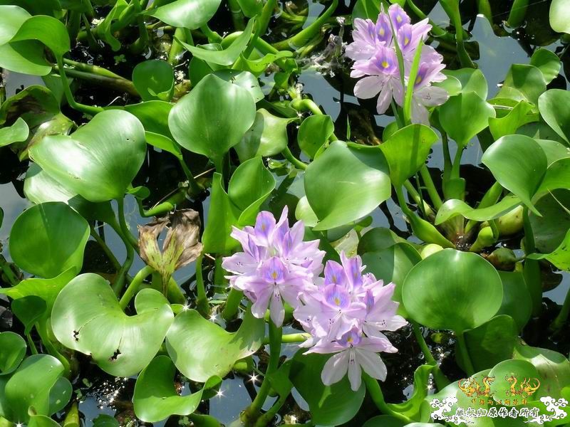 中国外来入侵物种黑名单