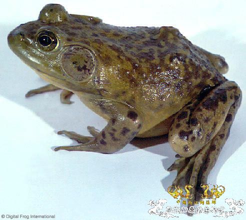 中国外来入侵物种黑名单