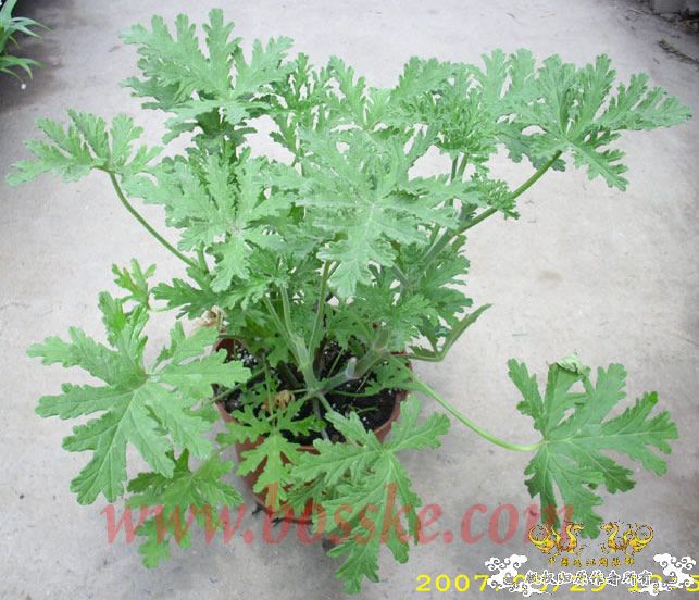 中国外来入侵物种黑名单