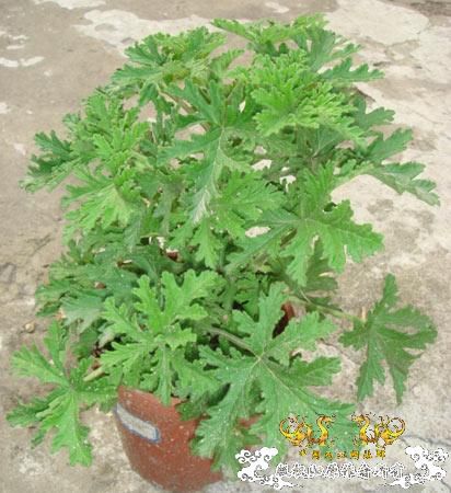 中国外来入侵物种黑名单