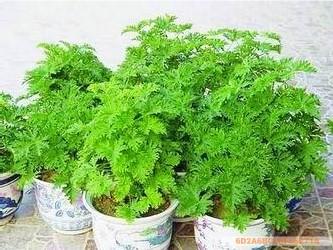 中国外来入侵物种黑名单