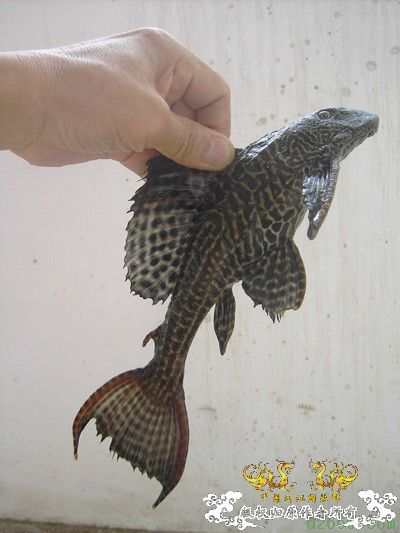 中国外来入侵物种黑名单