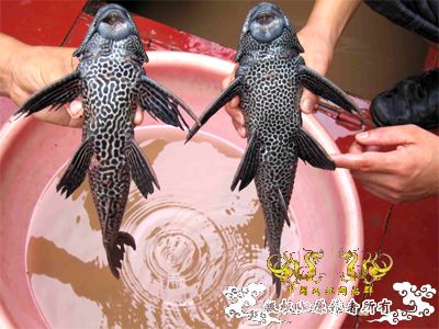 中国外来入侵物种黑名单