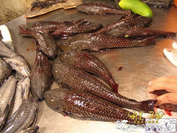 中国外来入侵物种黑名单