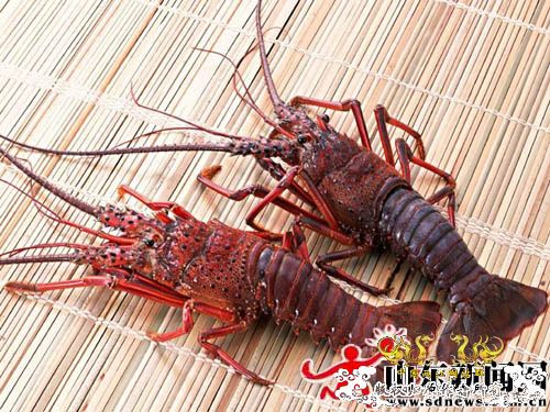 中国外来入侵物种黑名单