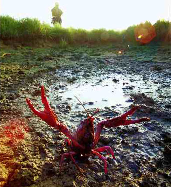 中国外来入侵物种黑名单