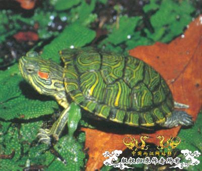 中国外来入侵物种黑名单