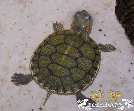 中国外来入侵物种黑名单