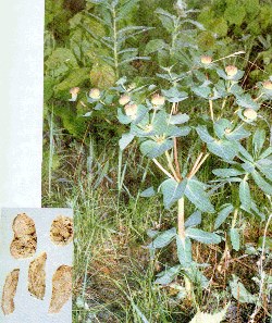 中国外来入侵物种黑名单