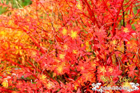 中国外来入侵物种黑名单