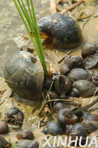 中国外来入侵物种黑名单