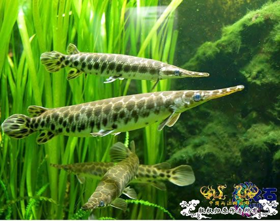 中国外来入侵物种黑名单