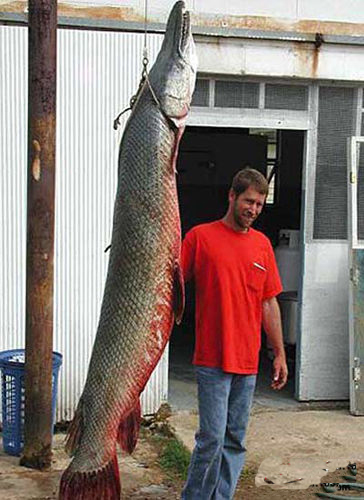 中国外来入侵物种黑名单