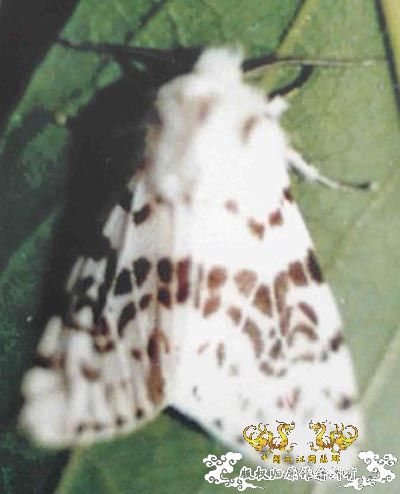 中国外来入侵物种黑名单