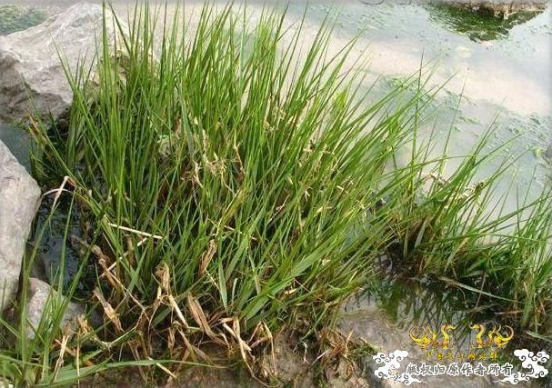 中国外来入侵物种黑名单