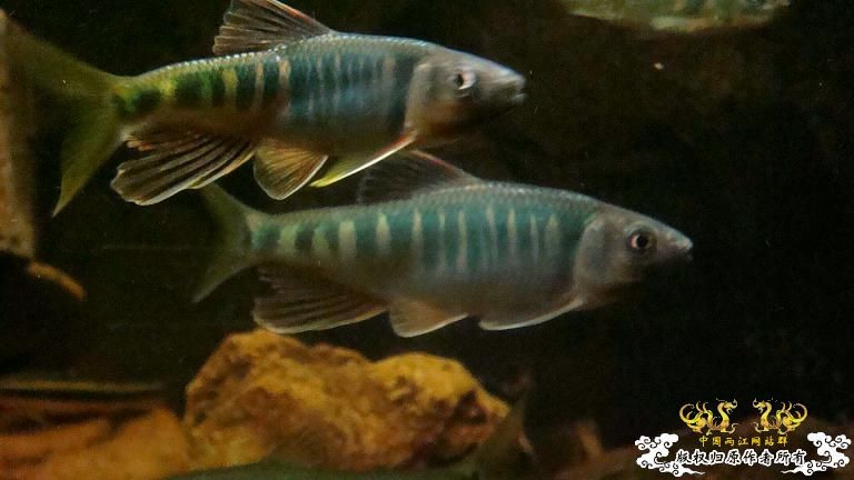 粗首鬣、长鳍鬣、平额鬣、鬣群