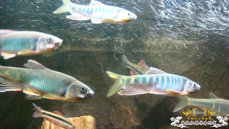 粗首鬣、长鳍鬣、平额鬣、鬣群