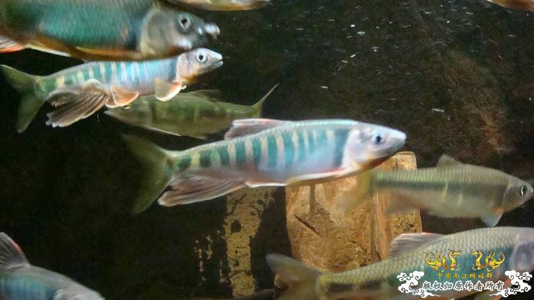 粗首鬣、长鳍鬣、平额鬣、鬣群