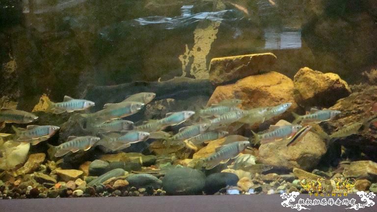 长鳍鬣、平额鬣、鬣群