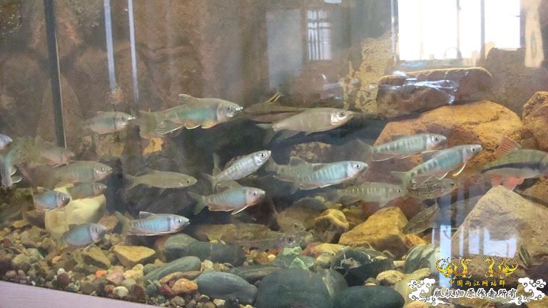 长鳍鬣、平额鬣、鬣群