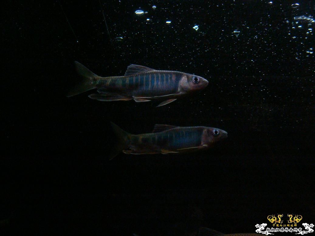 长鳍鬣、平额鬣、鬣群