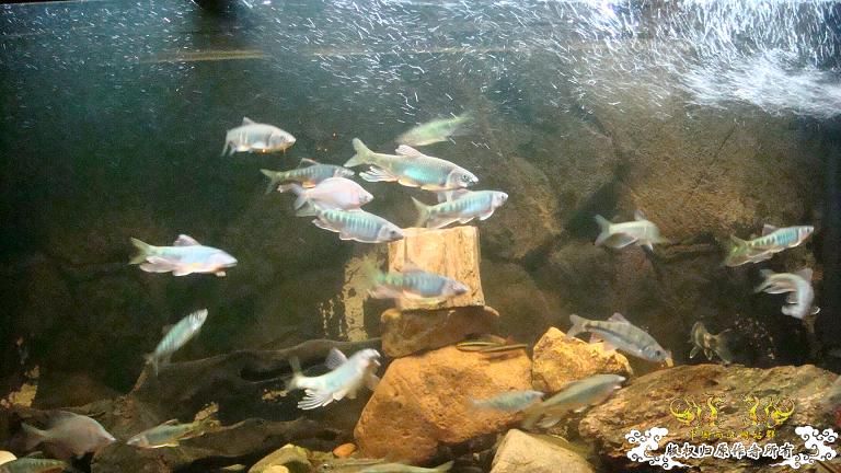 长鳍鬣、平额鬣、鬣群