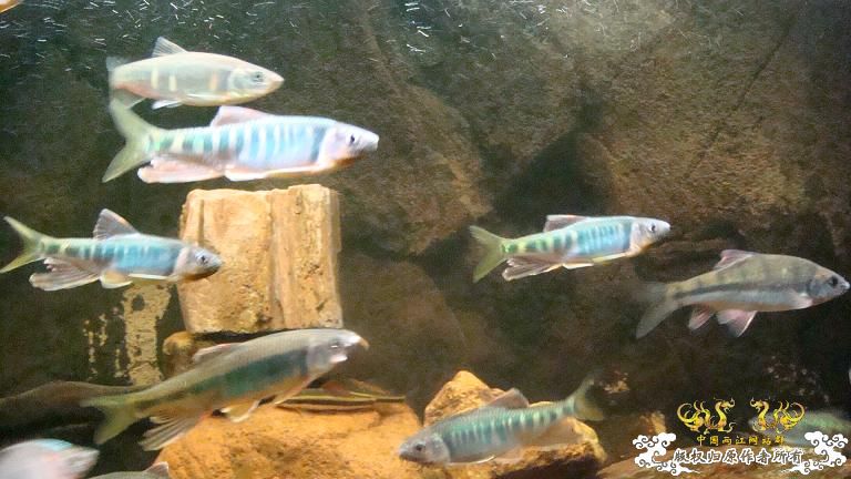 长鳍鬣、平额鬣、鬣群