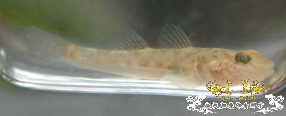 [求助]帮忙看看是什么虾虎