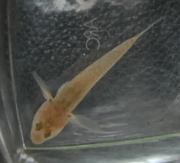 [求助]帮忙看看是什么虾虎