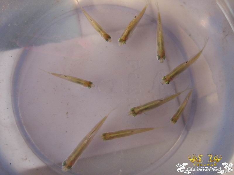 [原创]桂林的旁皮。。【图】