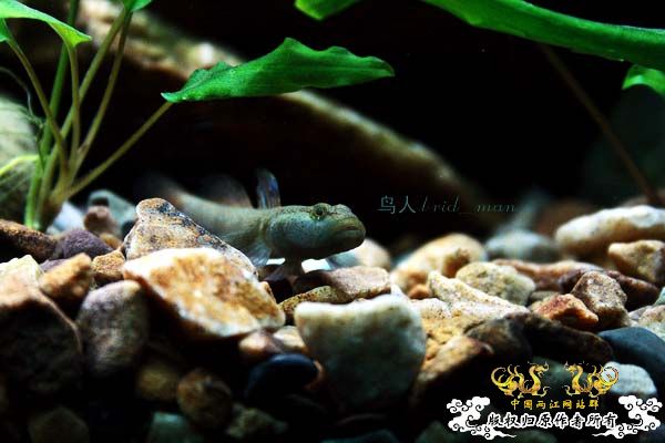 溪虎魅影（二）