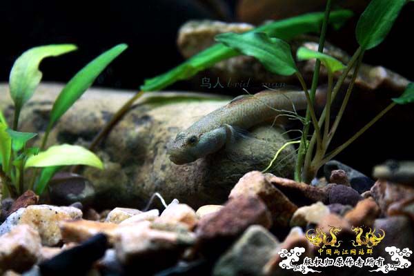 溪虎魅影（二）