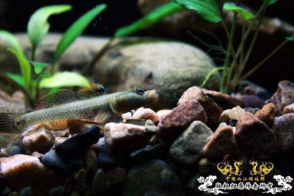 溪虎魅影（二）