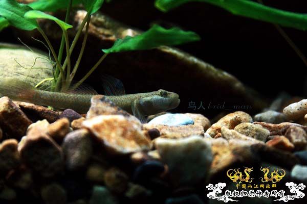 溪虎魅影（二）