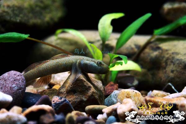 溪虎魅影（二）