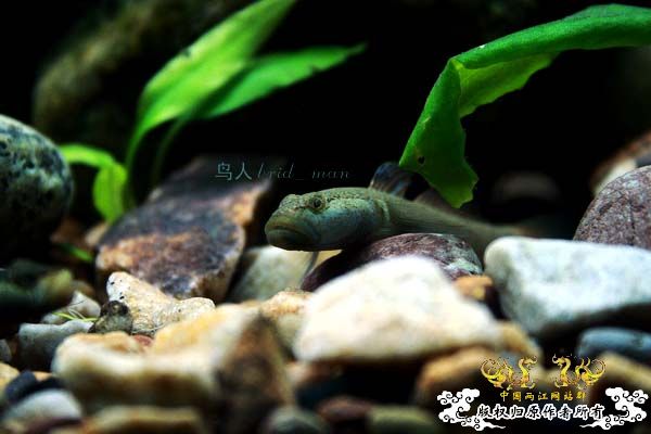 溪虎魅影（二）