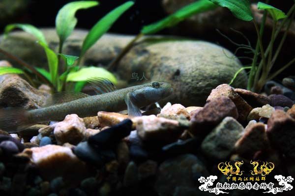 溪虎魅影（二）