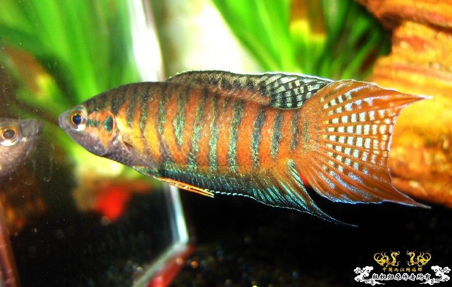 广西沿海的一条小普叉