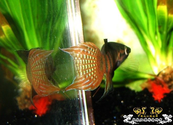 广西沿海的一条小普叉