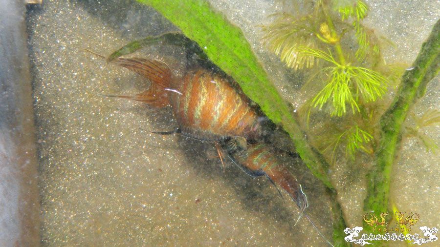 壮家叉系列之叔侄切磋加断背-_-！