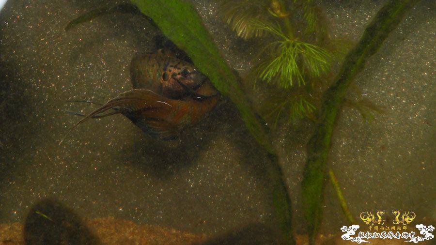 壮家叉系列之叔侄切磋加断背-_-！