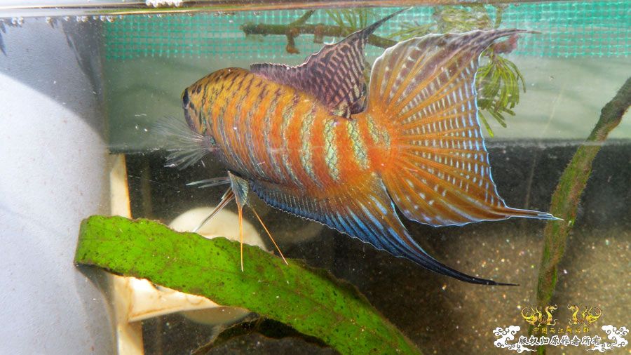 壮家叉系列之叔侄切磋加断背-_-！