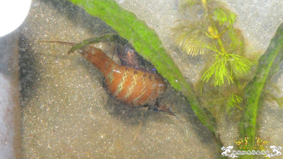 壮家叉系列之叔侄切磋加断背-_-！