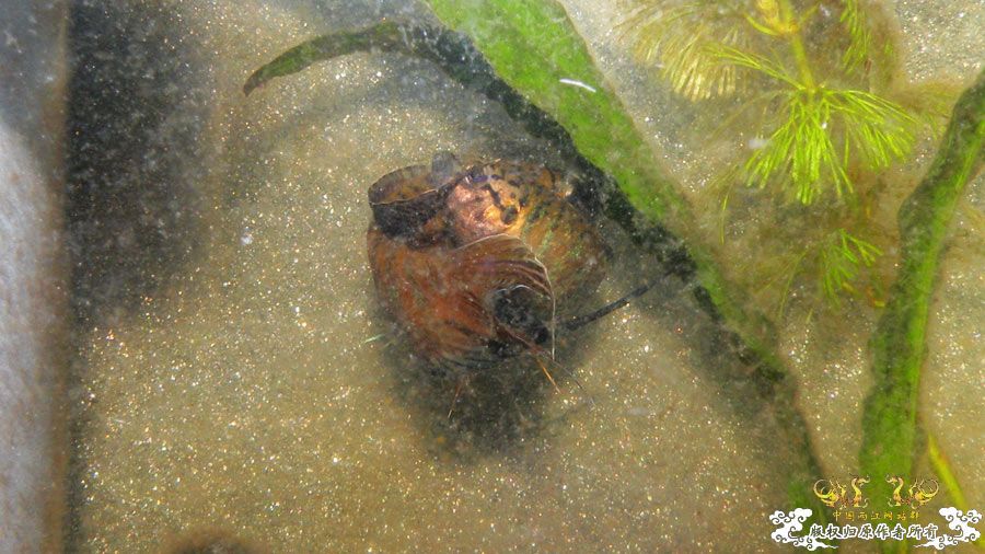 壮家叉系列之叔侄切磋加断背-_-！